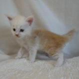 Maine coon kittens