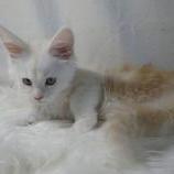 Maine coon kittens