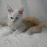 Maine coon kittens