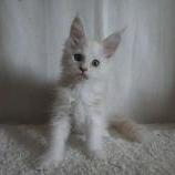 Maine coon kittens