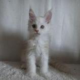 Maine coon kittens