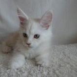 Maine coon kittens