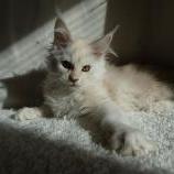 Maine coon kittens