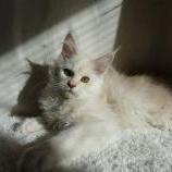 Maine coon kittens