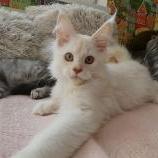 Maine coon kittens