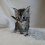 Maine coon kittens