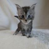 Maine coon kittens