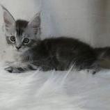 Maine coon kittens
