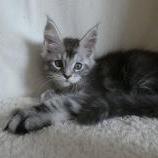 Maine coon kittens