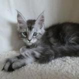 Maine coon kittens