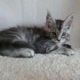 Maine coon kittens