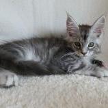 Maine coon kittens