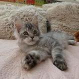 Maine coon kittens