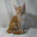 Maine coon kittens