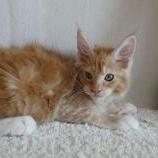Maine coon kittens