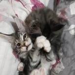 Maine coon kittens