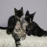 Maine coon kittens