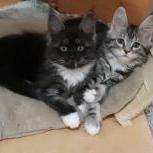 Maine coon kittens