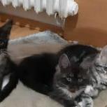 Maine coon kittens