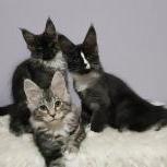 Maine coon kittens