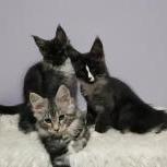 Maine coon kittens