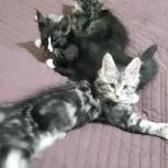 Maine coon kittens
