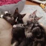 Maine coon kittens