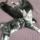 Maine coon kittens