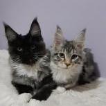 Maine coon kittens