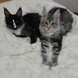 Maine coon kittens
