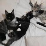 Maine coon kittens