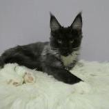 Maine coon kittens