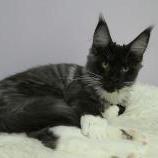 Maine coon kittens