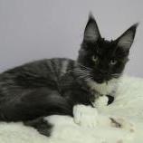 Maine coon kittens