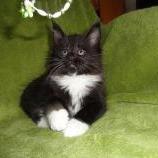 Maine coon kittens