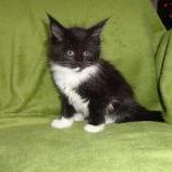 Maine coon kittens