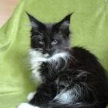 Maine coon kittens