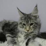 Maine coon kittens