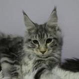 Maine coon kittens