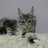 Maine coon kittens