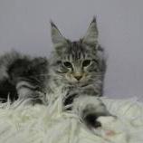 Maine coon kittens
