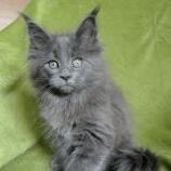Maine coon kittens