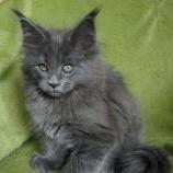 Maine coon kittens