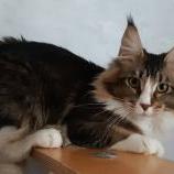 Maine Coon Female