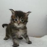 Maine coon kittens