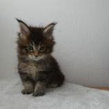 Maine coon kittens