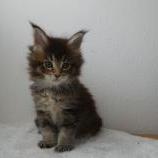 Maine coon kittens