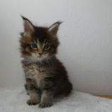 Maine coon kittens