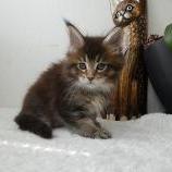 Maine coon kittens