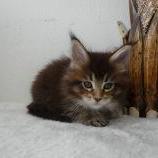 Maine coon kittens